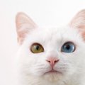猫の『目の色』に関する4つの不思議　オッドアイはなぜ生まれるの？瞳…