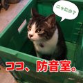 猫が鳴く5つの理由としつけ方