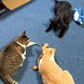 おもちゃを持ち寄って遊んでいる3匹の猫→AIで"擬人化"した…