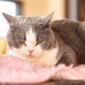 猫が飼い主を『にらんでくる』ときの理由5つ　機嫌が悪いとは限らない…