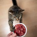 猫に『生肉』を与えてもOK？知っておくべき利点・欠点4つ