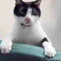 クッションと壁の隙間に挟まった猫→よじ登ろうとした結果…可愛すぎる展開…