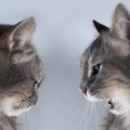 『多頭飼育には不向きな猫』に共通する特徴4つ　1匹暮らしのほうが幸せな…