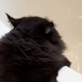 お尻が汚れてしまった猫を『お風呂』に入れると…信じられないほど協力的な…
