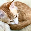 愛猫が『体調不良を隠しているサイン』6選　隠し上手な猫の体調をチェック…