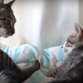 自分でやる！お手伝いは拒否な子猫ちゃん