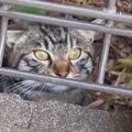 庭に住み着いた『警戒心が強い野良猫』→少しずつ距離を縮めた結果…出…