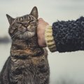 「ただいま！」飼い主が帰って来たときの猫の反応5選