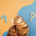 猫は『飼い主の声』を聞き分けているの？判別しているポイントや意外…