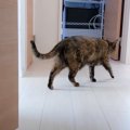 猫とママが『かくれんぼ』した結果…見つけた瞬間の反応が可愛すぎると…