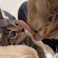 新入り保護子猫がお家にやってくると…2匹の先住猫が見せた『まさかの…