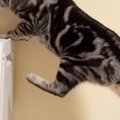 空気清浄機の上に乗りたいのに『足が届かない猫』→諦めずに頑張った結果……