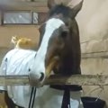 猫が馬の上でくつろぐ様子が話題に　動物同士のほっこりする光景に『…