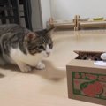 初めて見た貯金箱のおもちゃを賢く攻略！興味津々で遊ぶ猫が『可愛い…