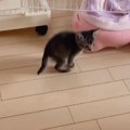 部屋を探索している子猫に『おいで』と声をかけると…泣けるほど尊い光…