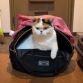 『お母さんはどこ？』病院帰りに別宅に寄る猫ちゃん