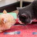 猫が『鼻チュー』をしているときの理由4つ　隠されている意味や上手な…