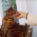 飼い主さんが５日ぶりの帰宅♡猫さんたちは怒るのか、喜ぶのか？！