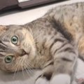 突然ピタッ！っと静止…電池切れしちゃった猫さん