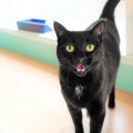 猫があなたに『喋りかけてくる』ときの心理5選　気持ちを読み取るコツや接…