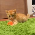 子猫が『生まれて初めてのボール遊び』した結果…無邪気な姿がたまらな…