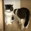 何があったの？険悪ムードな親子猫さん…