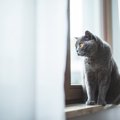 「猫を1日放置した飼い主からは罰金を徴収」スウェーデンで、新たな規制が…