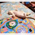 子猫が人生をめちゃくちゃに！？『人生ゲーム』のマスをふさぐ寝姿に…