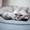 猫が『妬いている』ときにする仕草4選　見られがちな場面や接し方のコツ