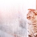 『梅雨の湿気』が猫に与える影響とは？4つの注意ポイントと対策