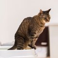 猫の『トイレ我慢』は超危険！5つの原因と対処法