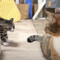 様子を見に来た先住猫たち→子猫が挨拶するかと思ったら……『予想外の反…