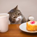 猫の命に関わる『口にすると危険な物』5つ　有毒となる原因や誤飲させない…