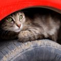 発進前に「車に入り込んだ猫」がいないか確認して！　英国で事故が連…