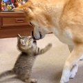 『大物すぎ』柴犬2匹相手でも全く動じない子猫に445万人が注目　「安…