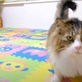 またまた地震発生！猫ちゃん達の様子は…？