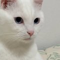 『ふー…』くつろいでいた白猫を見たら→猫とは思えない『とんでもない…