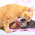 猫が喉から『ゴロゴロ』と音を鳴らす心理3つ　隠されている意味や気持ちの…