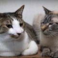 猫ちゃんたちの不仲説…。本当はどうなの？