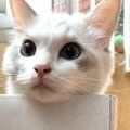 猫が『かわいい』と感じるのは人間の本能！？その理由を徹底検証！