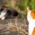 赤や緑は見えにくい？猫の『見えている世界』にまつわる知識5つ