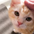 『猫パルボウイルス感染症』高い感染力・致死率で猫を脅かすこの病気…