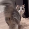飼い主を見つけた猫→壁に身を隠した『次の瞬間』……可愛すぎる『遊びの様子…