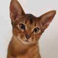 『社交的な猫』の特徴５つ！警戒心が少ないのはどんな猫？