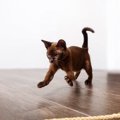 『運動オンチな猫』がやりがちな行動3選　思わぬケガや事故を防ぐための対…