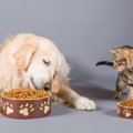 猫に『ドッグフード』はNG！3つの理由　犬猫、両方と暮らす人が注意す…