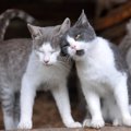 『発情期』を迎えている猫がする仕草4つ　オス・メスの違いや接し方のポイ…
