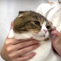 苦手な夜のお手入れルーティンをこなす猫ちゃん！