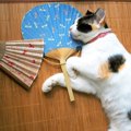 実は暑い以外のサインも…！？猫が涼む6つの場所