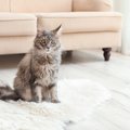 猫の早死に繋がってしまう『危険な飼い方』4つ！今すぐ改善すべきポイ…